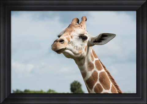 Framed Close-Up Of Giraffe Against A Cloudy Sky Print