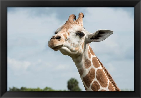 Framed Close-Up Of Giraffe Against A Cloudy Sky Print