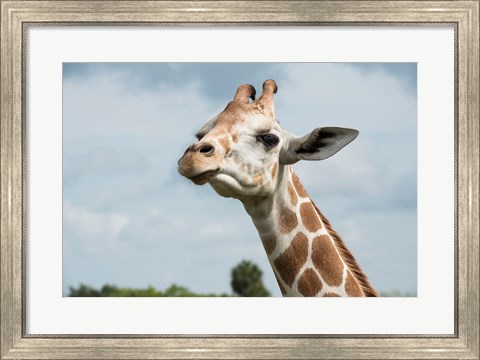 Framed Close-Up Of Giraffe Against A Cloudy Sky Print