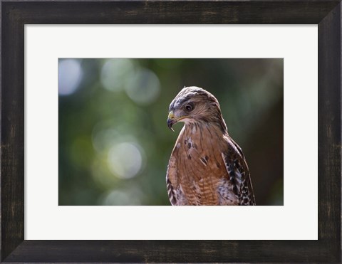Framed Portrait Of A Perched Hawk Print