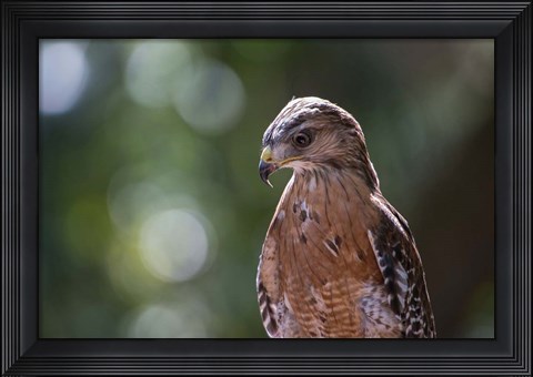 Framed Portrait Of A Perched Hawk Print