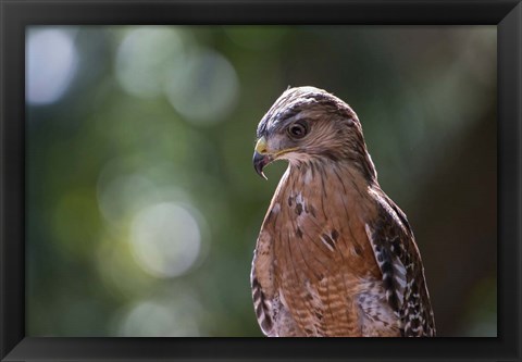 Framed Portrait Of A Perched Hawk Print