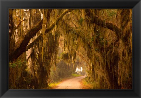 Framed Savannah Wildlife Refuge, Georgia Print