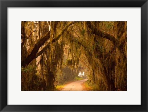 Framed Savannah Wildlife Refuge, Georgia Print