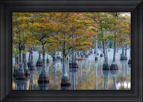 Framed Pond Cyprus At  George L Smith State Park, Georgia Print