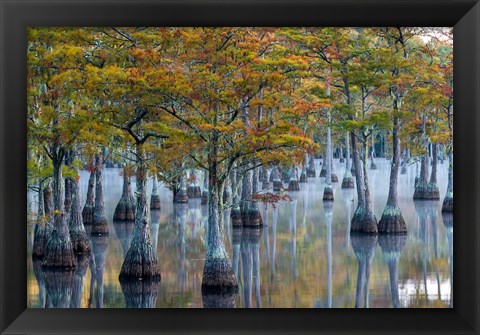 Framed Pond Cyprus At  George L Smith State Park, Georgia Print