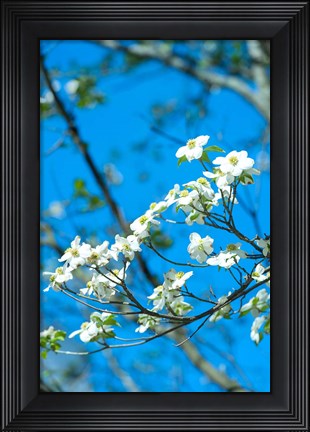 Framed Flowering Dogwood, Savannah, Georgia Print