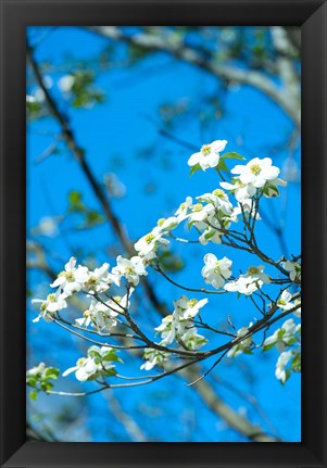 Framed Flowering Dogwood, Savannah, Georgia Print