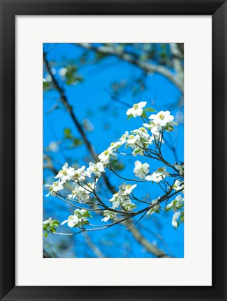 Framed Flowering Dogwood, Savannah, Georgia Print