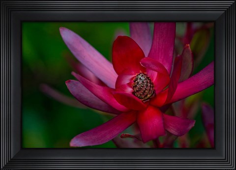 Framed Hawaiian Wildflower Protea Print