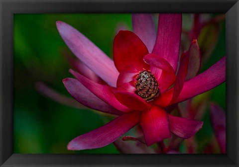 Framed Hawaiian Wildflower Protea Print