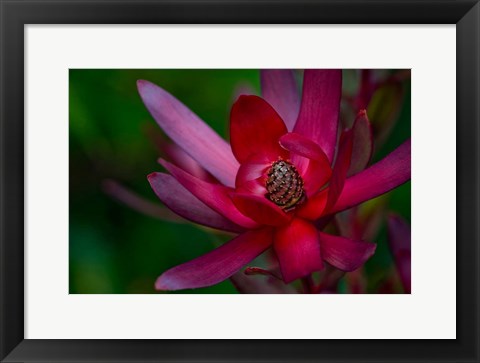 Framed Hawaiian Wildflower Protea Print