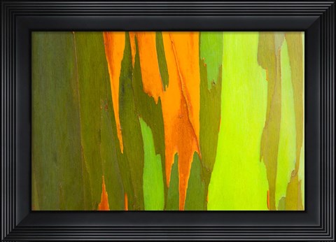 Framed Rainbow Eucalyptus Bark, Hawaii Print
