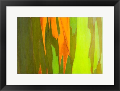 Framed Rainbow Eucalyptus Bark, Hawaii Print