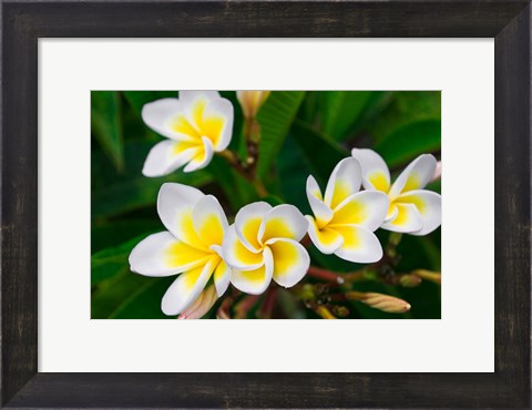 Framed Plumeria Flowers, Island Of Kauai, Hawaii Print