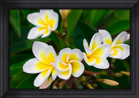 Framed Plumeria Flowers, Island Of Kauai, Hawaii Print