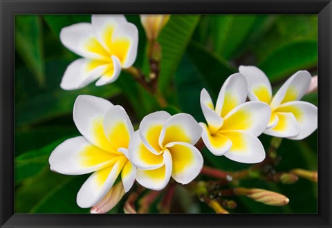 Framed Plumeria Flowers, Island Of Kauai, Hawaii Print