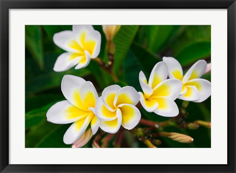 Framed Plumeria Flowers, Island Of Kauai, Hawaii Print