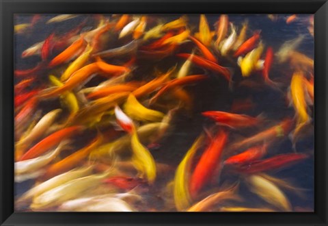 Framed Koi Pond, Island Of Kauai, Hawaii Print