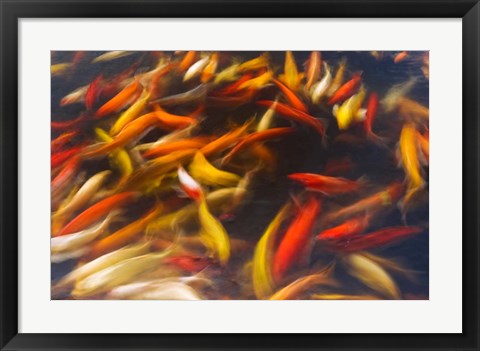 Framed Koi Pond, Island Of Kauai, Hawaii Print