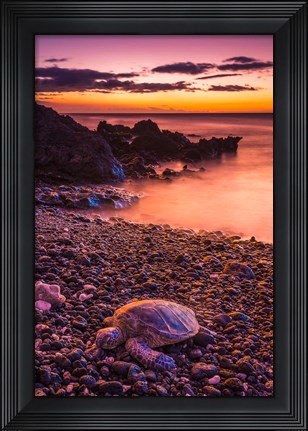 Framed Hawaiian Green Sea Turtle On A Lava Beach At Sunset, Hawaii Print