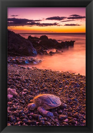 Framed Hawaiian Green Sea Turtle On A Lava Beach At Sunset, Hawaii Print