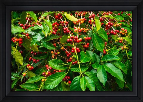 Framed Red Kona Coffee Cherries, Hawaii Print