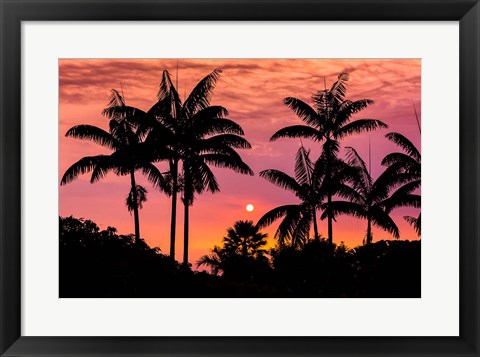 Framed Sunset Through Silhouetted Palm Trees, Kona Coast, Hawaii Print