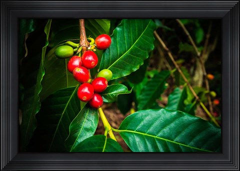 Framed Red Kona Coffee Cherries On The Vine, Hawaii Print