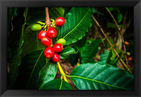 Framed Red Kona Coffee Cherries On The Vine, Hawaii Print