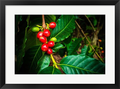 Framed Red Kona Coffee Cherries On The Vine, Hawaii Print