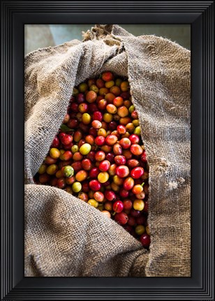 Framed Harvested Coffee Cherries In A Burlap Sack, Hawaii Print