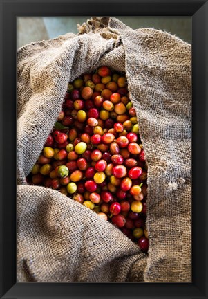 Framed Harvested Coffee Cherries In A Burlap Sack, Hawaii Print