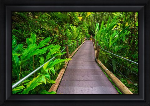 Framed Trail At The Hawaii Tropical Botanical Garden Print
