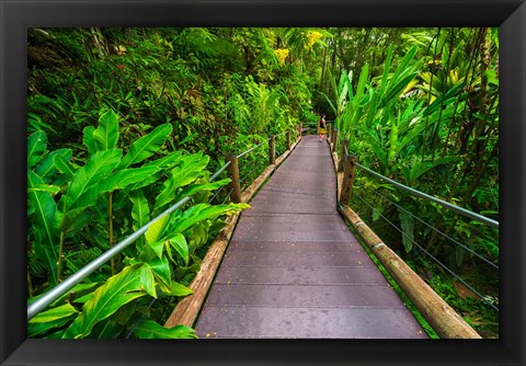 Framed Trail At The Hawaii Tropical Botanical Garden Print