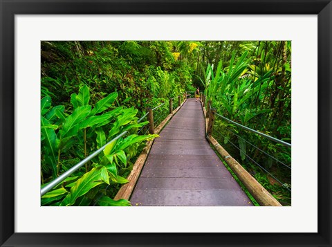 Framed Trail At The Hawaii Tropical Botanical Garden Print