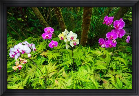 Framed Orchids At The Hawaii Tropical Botanical Garden Print
