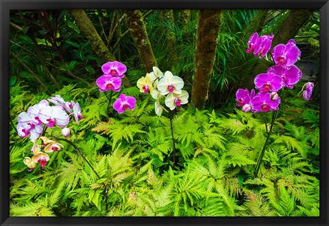 Framed Orchids At The Hawaii Tropical Botanical Garden Print