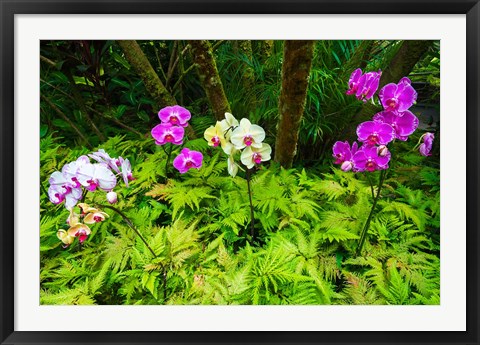 Framed Orchids At The Hawaii Tropical Botanical Garden Print