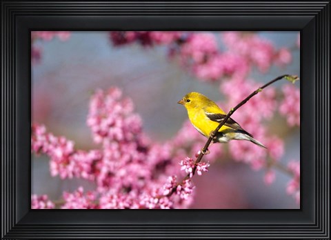 Framed American Goldfinch In Eastern Redbud, Marion, IL Print