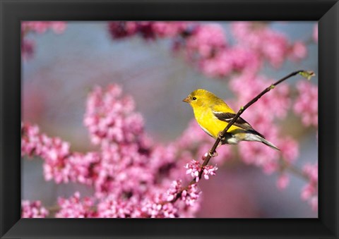 Framed American Goldfinch In Eastern Redbud, Marion, IL Print