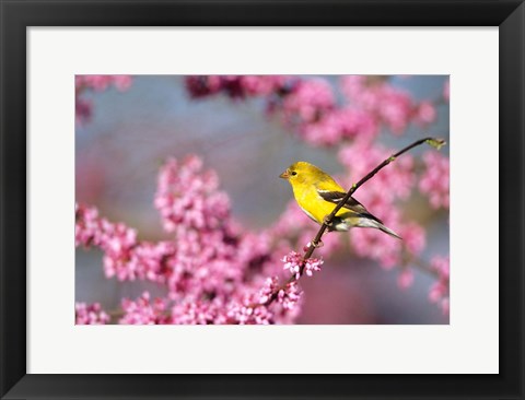 Framed American Goldfinch In Eastern Redbud, Marion, IL Print