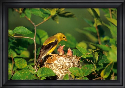 Framed American Goldfinch With Nestlings At Nest, Marion, IL Print