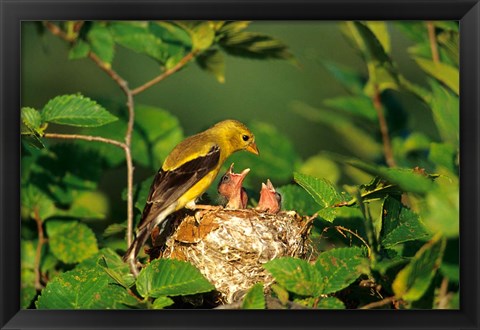 Framed American Goldfinch With Nestlings At Nest, Marion, IL Print