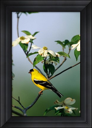 Framed American Goldfinch In A Dogwood Tree, Marion, IL Print