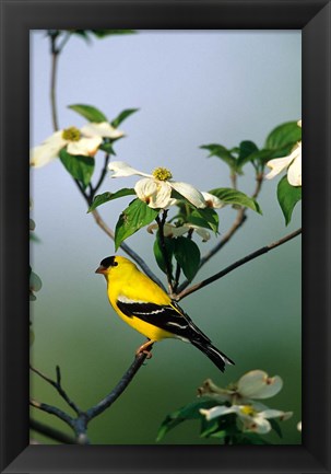 Framed American Goldfinch In A Dogwood Tree, Marion, IL Print