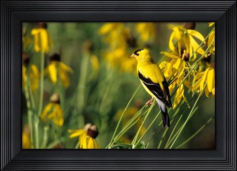 Framed American Goldfinch On Gray-Headed Coneflowers, Marion, IL Print