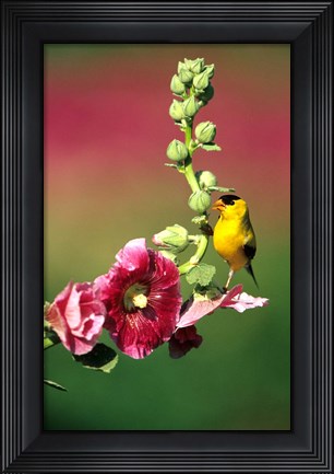 Framed American Goldfinch On Hollyhock, Marion, IL Print
