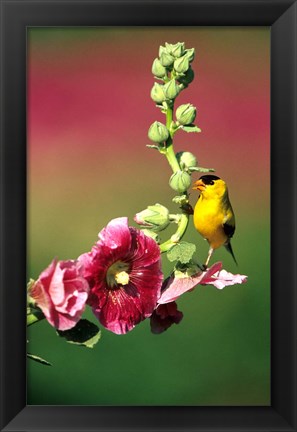 Framed American Goldfinch On Hollyhock, Marion, IL Print