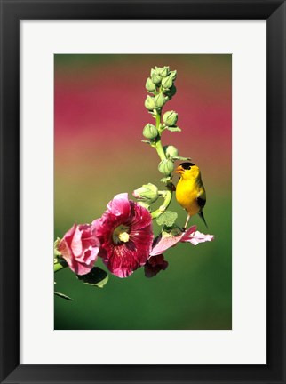 Framed American Goldfinch On Hollyhock, Marion, IL Print